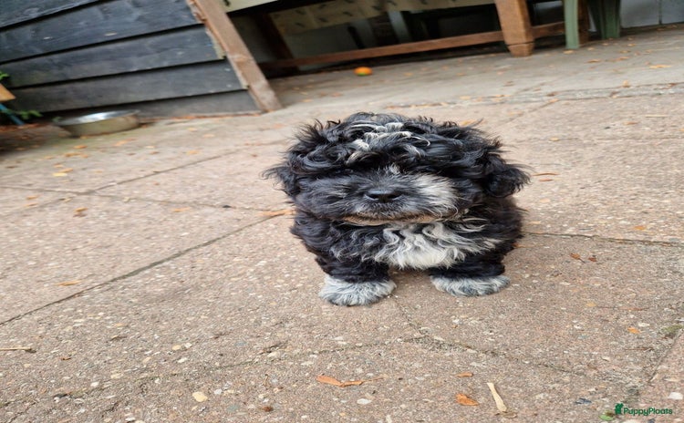 Boomer honden - Advertentie 3