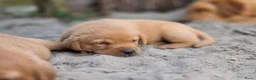 Labrador Retriever honden te koop: Super leuke labrador pups! - Advertentie 15