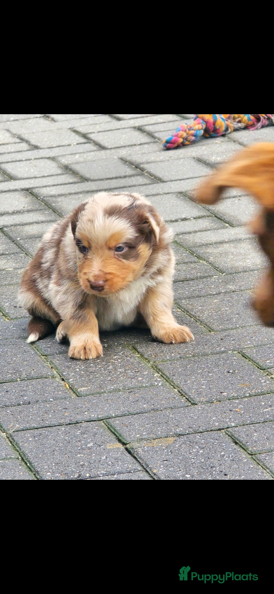 Australian Shepherd honden te koop: Mooie australian sherperd pups. - Advertentie 10