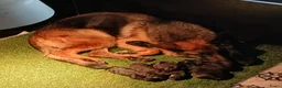 Duitse Herder honden te koop: Te koop  - Advertentie 1