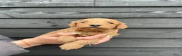Cockapoo honden te koop: Cockapoo puppy’s  - Advertentie 8