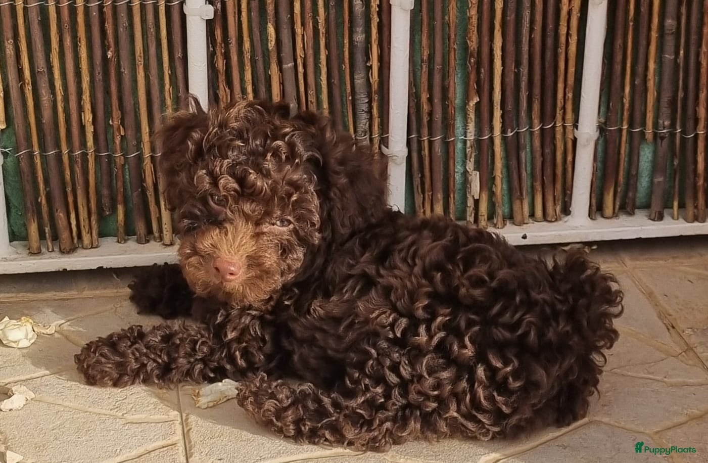 Poedel Toy honden Toy poedelpup - Advertentie 1