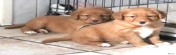 Nova Scotia Duck Tolling Retriever honden te koop: Prachtige nova scotia duck tolling retriever pups - Advertentie 7