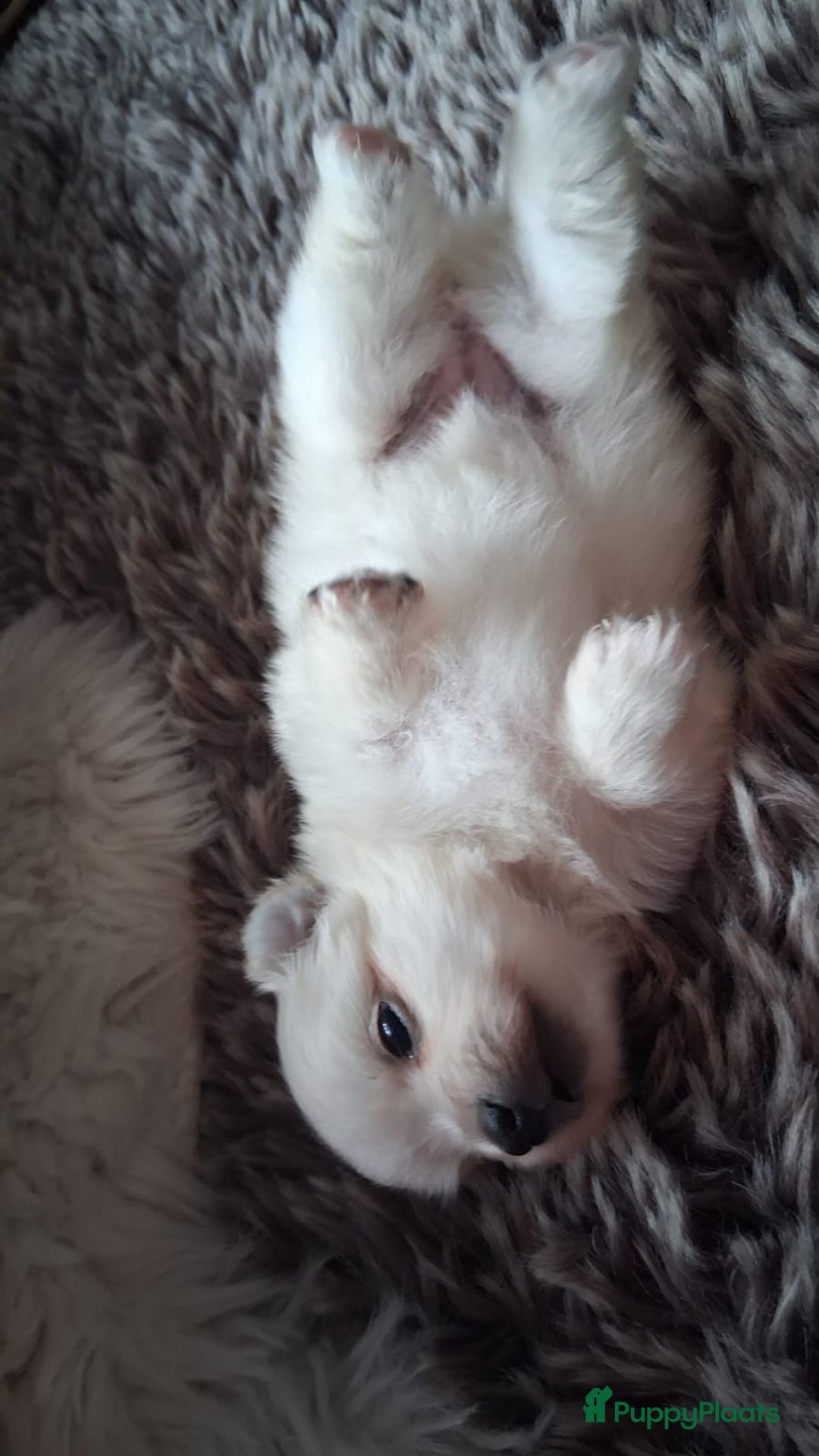 Pomchi honden te koop: Prachtige pomeriaan x pomchi's pups  - Advertentie 8