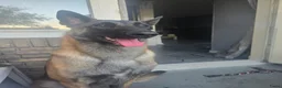 Mechelse Herder honden te koop: Mechelse herders te koop - Advertentie 20