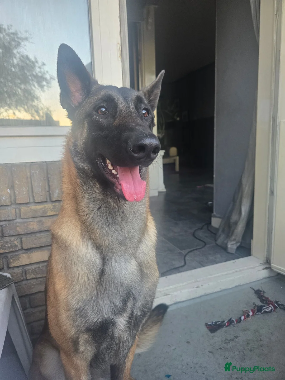 Mechelse Herder honden te koop: Mechelse herders te koop - Advertentie 20