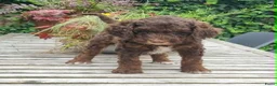 Australian Labradoodle honden te koop: Australian Labradoodle pups - Advertentie 18