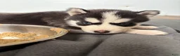 Siberische Husky honden te koop: Lieve husky pups zoeken een gouden mandje - Advertentie 3