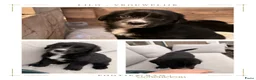 Kruising honden te koop: 4 dame Australian Retrievers zoeken thuis. - Advertentie 3