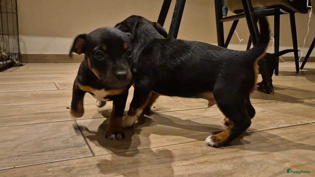 Jack Russel Terriër honden te koop: JACK RUSSEL PUPS - Advertentie 29