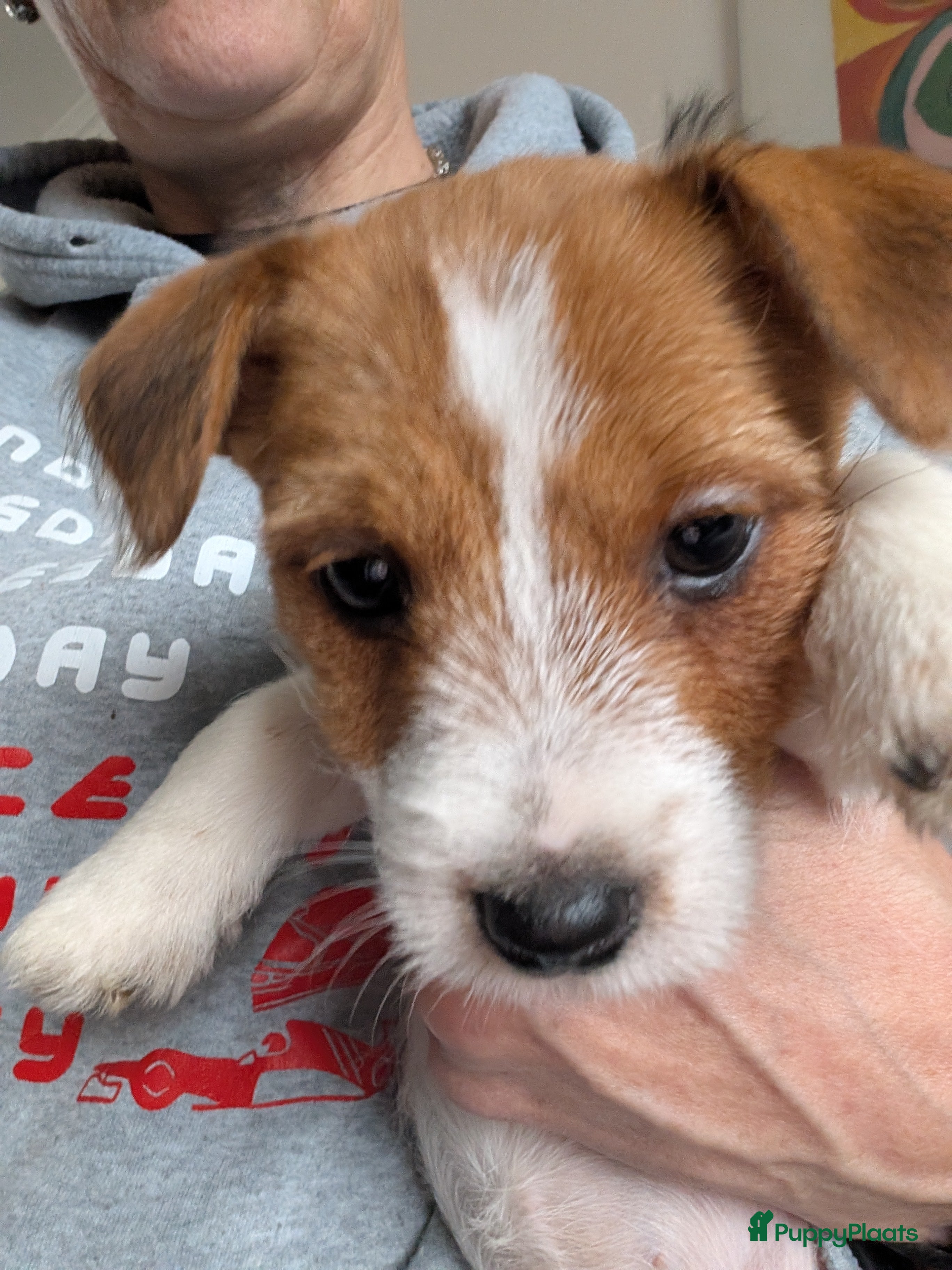 Jack Russel Terriër honden Nog 1 Jack Russell teefje met stamboom  - Advertentie 1