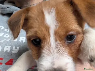 Jack Russel Terriër honden Nog 1 Jack Russell teefje met stamboom - Advertentie 2