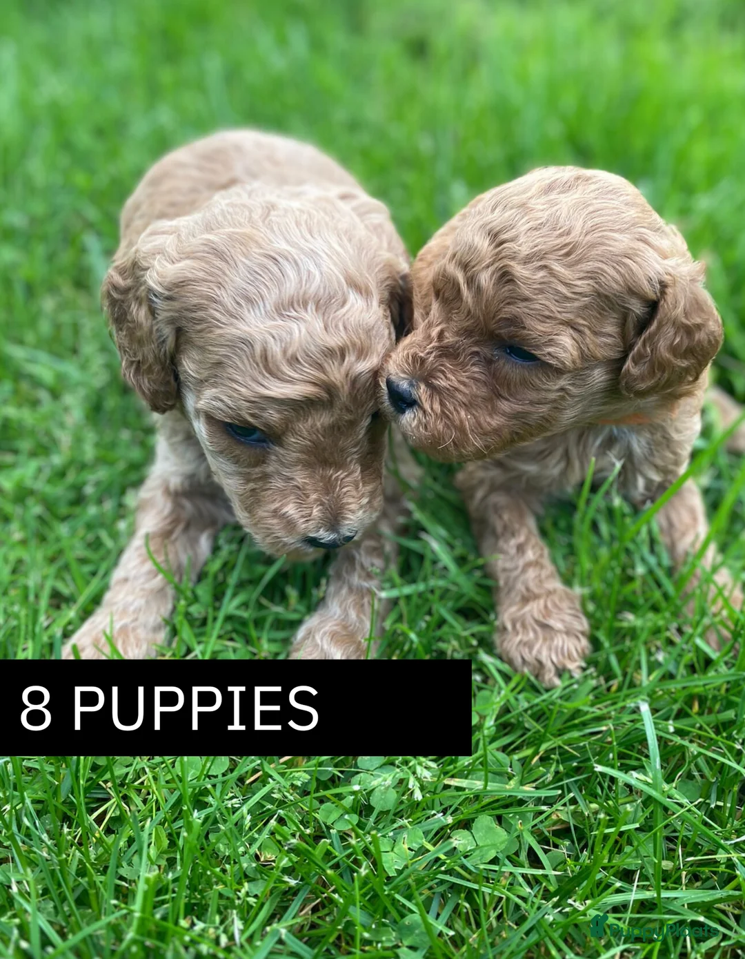 Kruising honden te koop: WACHTLIJST: Labradoodle × Australian Labradoodle - Advertentie 11