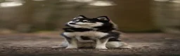 Pomsky honden te koop: Pomsky puppy’s F3 - Advertentie 15