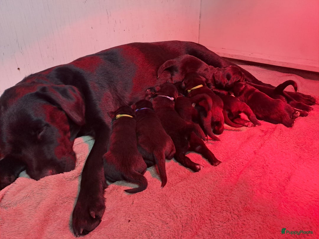 Kruising honden te koop: Labrador/golden retriever/border collie pups - Advertentie 7