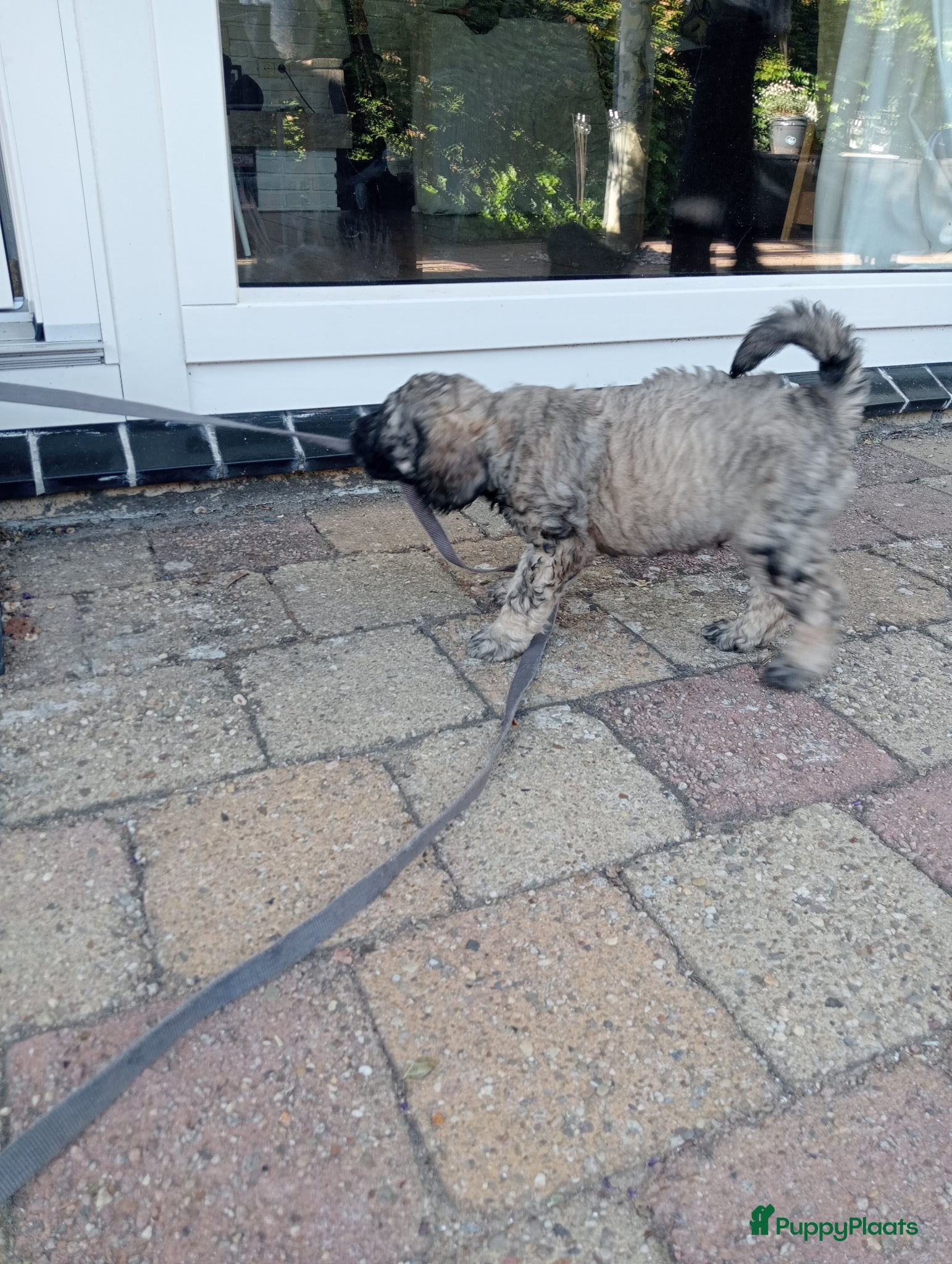 Labradoodle honden te koop: Labradoodle puppies  - Advertentie 33