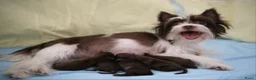 Yorkshire Terriër honden te koop: Prachtig nestje chocolade Yorkshire Terriërs - Advertentie 7