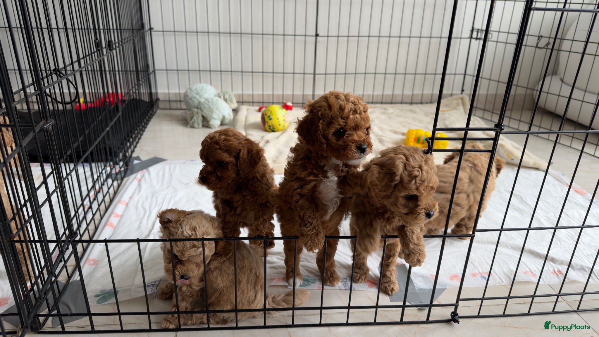 Poedel Toy honden 5 prachtige toy poedel reutjes  - Advertentie 1