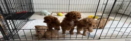 Poedel Toy honden te koop: 5 prachtige toy poedel reutjes  - Advertentie 1