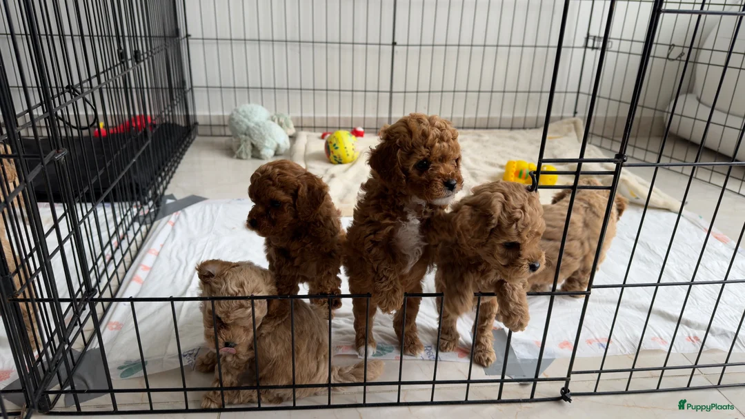 Poedel Toy honden te koop: 5 prachtige toy poedel reutjes  - Advertentie 1