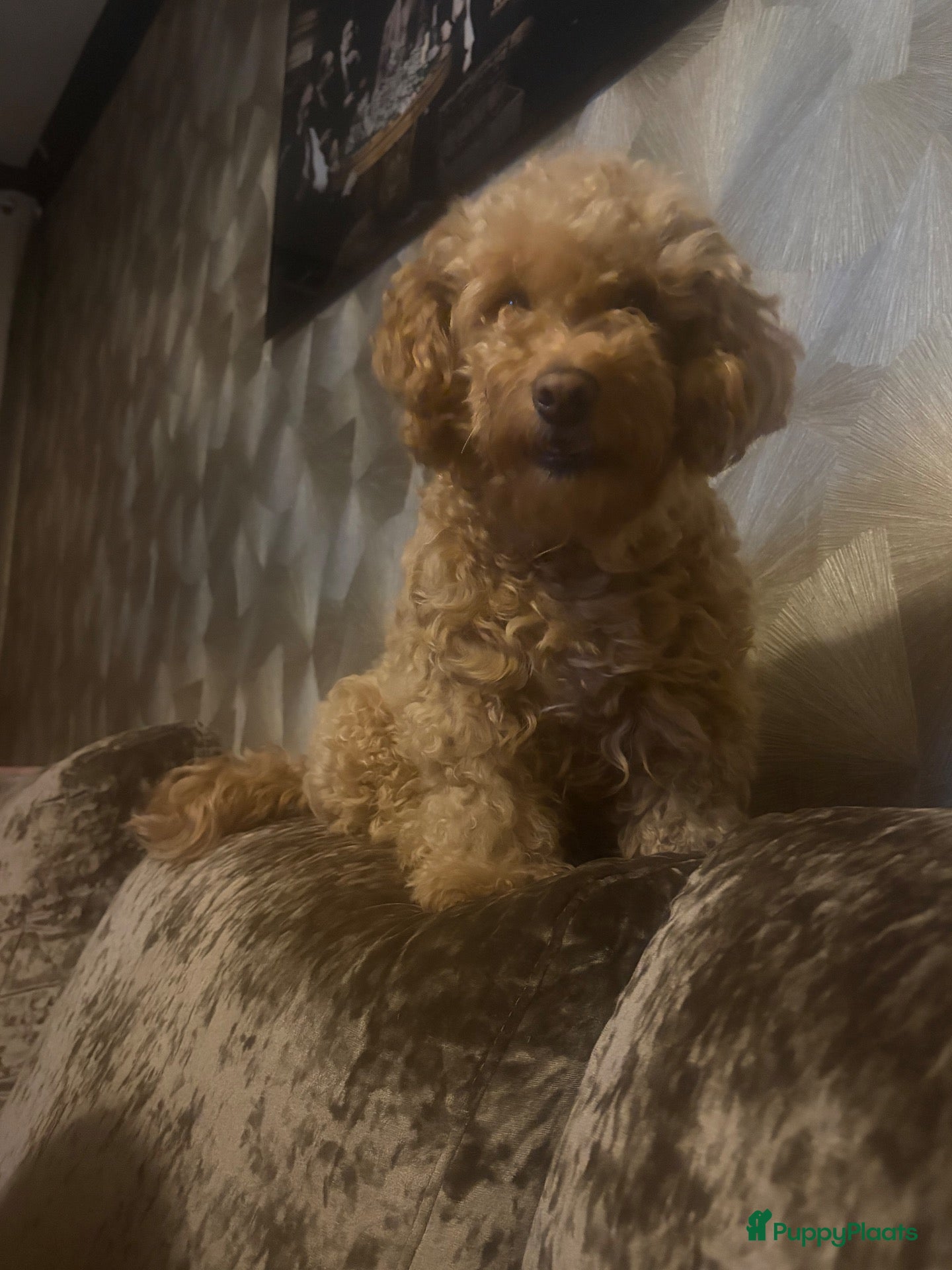 Australian Labradoodle honden Mini Labradoodle  - Advertentie 1