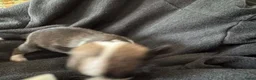 Chihuahua honden te koop: Korthaar chihuahuapups - Advertentie 14