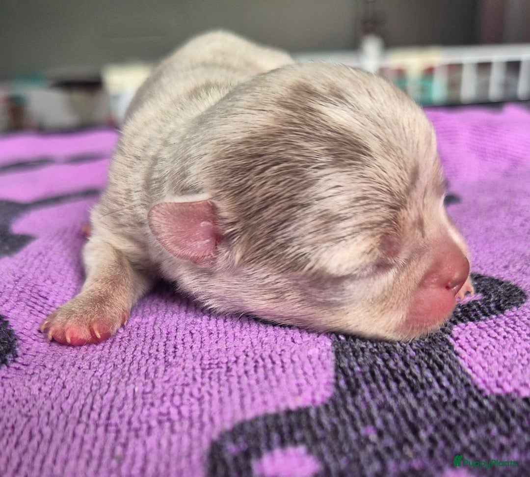 Chihuahua honden te koop: Mooi Lavendel Merle chihuahua reu - Afbeelding 1