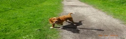 Kruising honden te koop: LIEVE PUPS - Advertentie 2