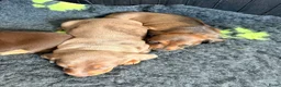 Dwergteckel honden te koop: Dwergteckel pups - Advertentie 18