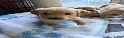 Golden Retriever honden te koop: 3 leuke teefjes zoeken een warm nest!  - Advertentie 5