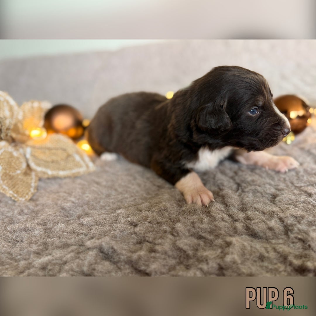 Australian Shepherd honden te koop: Prachtig nestje raszuivere Australian Shepherds - Advertentie 16