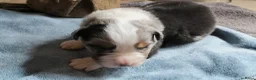 Australian Shepherd honden te koop: Super leuke Ausie pups - Advertentie 5