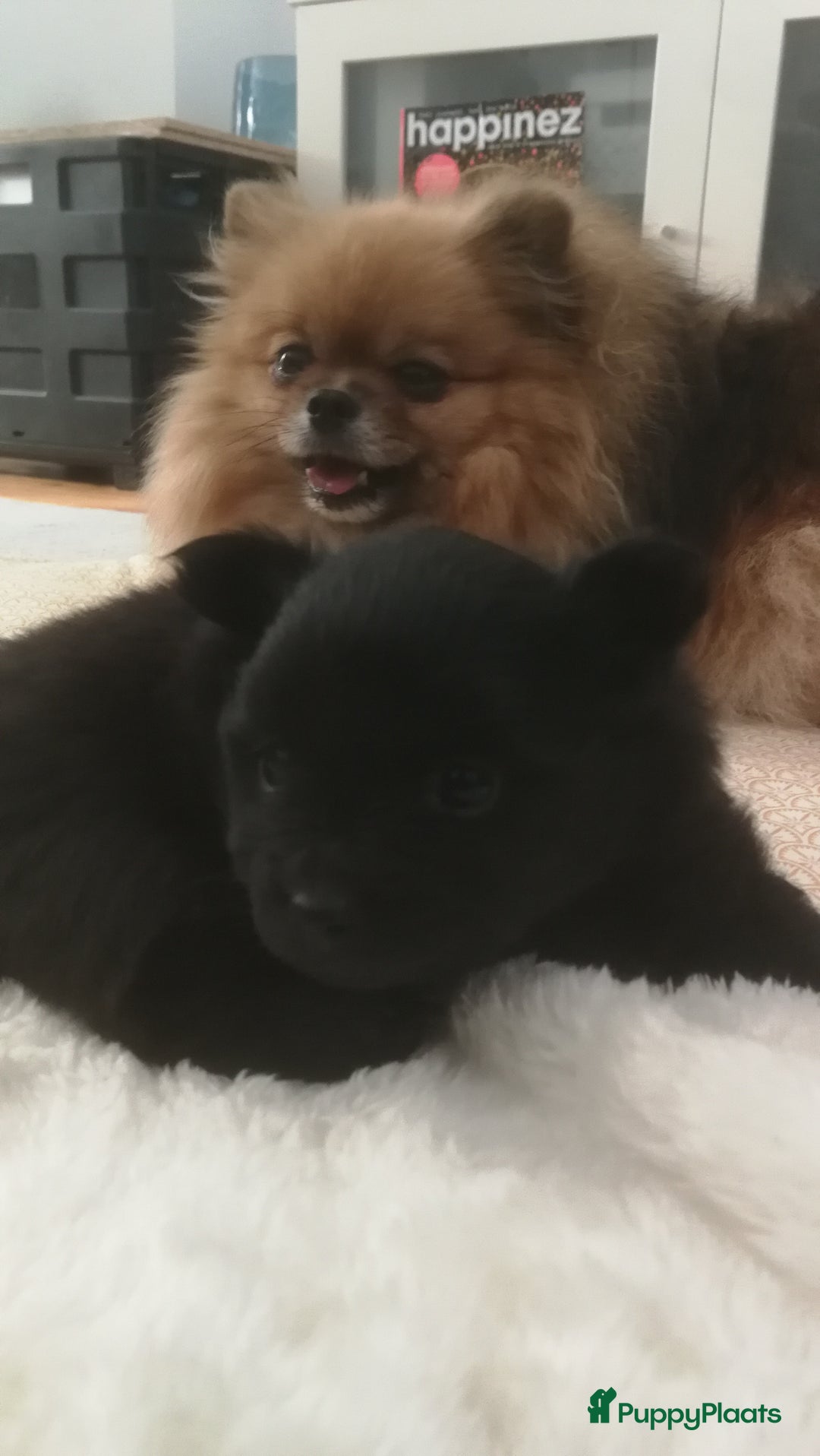 Pomeriaan honden te koop: Speels & Lief Pomeriaan Reutje en Teefje! - Advertentie 7