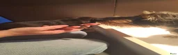 Dwergteckel honden te koop: Ruwharig dwergteckel pups - Advertentie 8