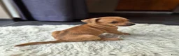 Dwergpinscher honden te koop: Dwergpinschers pups te koop - Advertentie 5