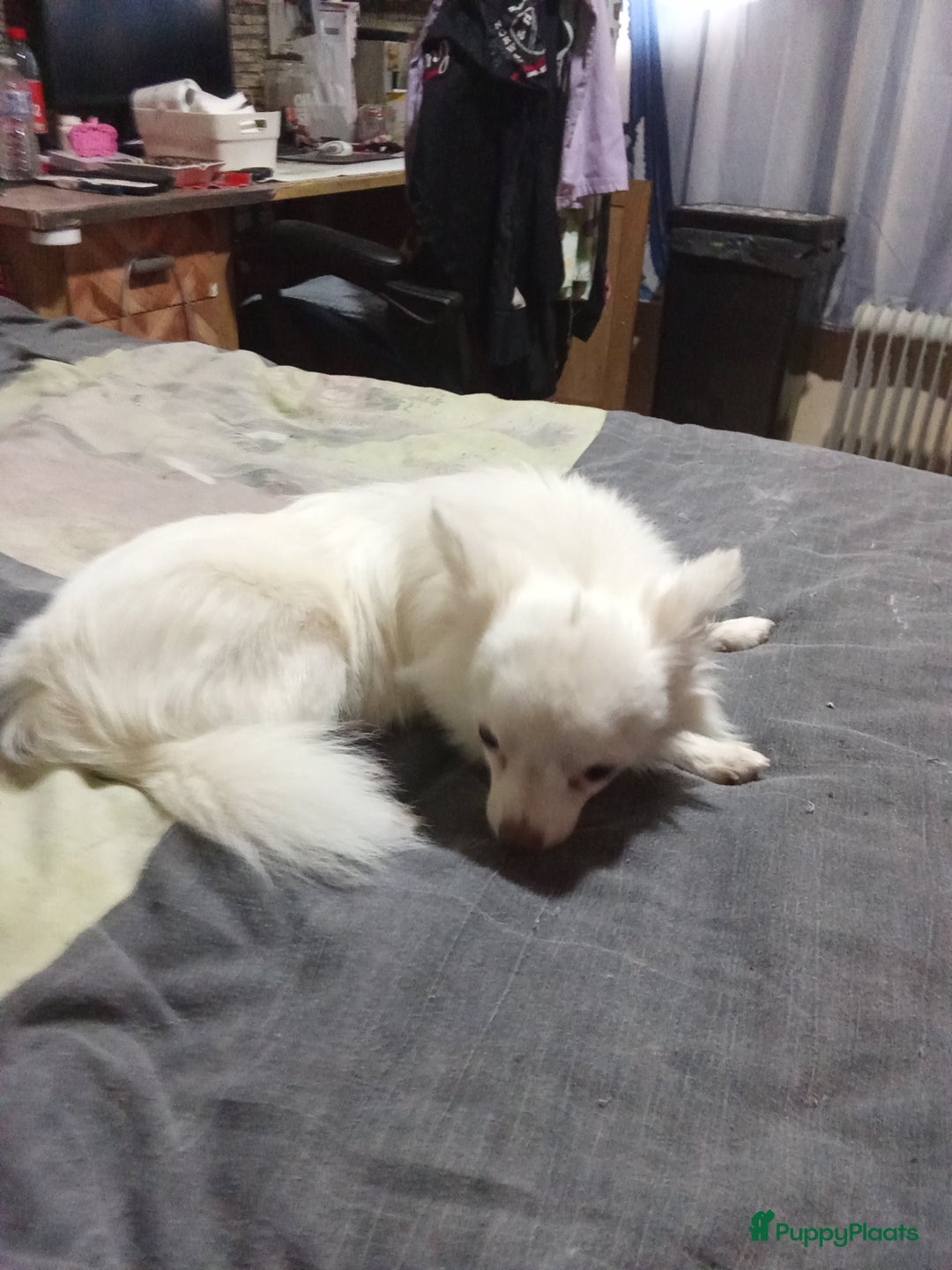 Chihuahua honden te koop: Mooi wit reutje !!! - Advertentie 5