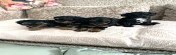 Kruising honden te koop: Maltipoo black & tan  een zwart met witte bles - Advertentie 6