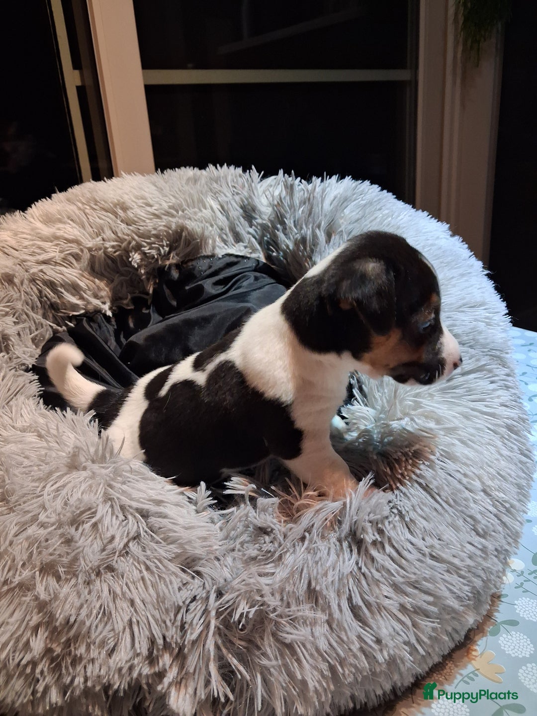 Jack Russel Terriër honden te koop: Jack russelpups opgevoed in gezin met 2 kids - Advertentie 14