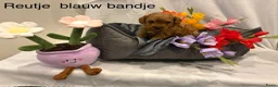 Poedel Toy honden te koop: Toy poedel puppy's - Advertentie 5