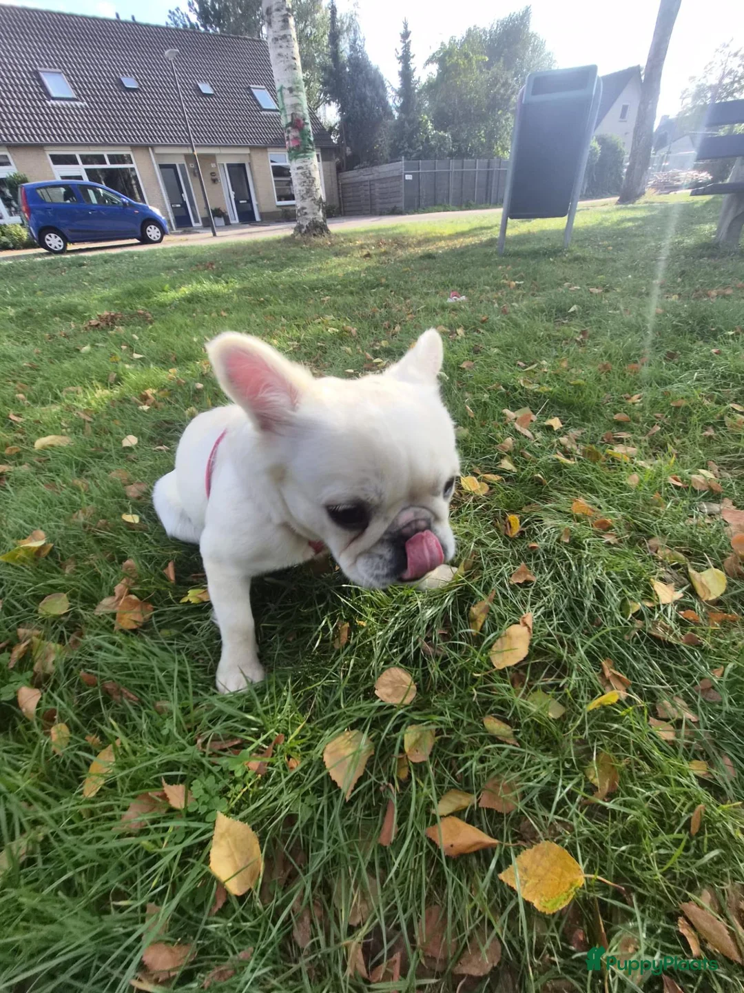 Franse Bulldog honden te koop: 🎀 Fluffy Franse bulldog 11 maanden teefje 🎀 - Advertentie 8