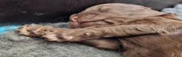 Kruising honden te koop: Leuke medium doodle pups zoeken gouden mandje! - Advertentie 8