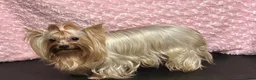 Biewer Terrier honden te koop: Classic Yorkshire teefje - Advertentie 6