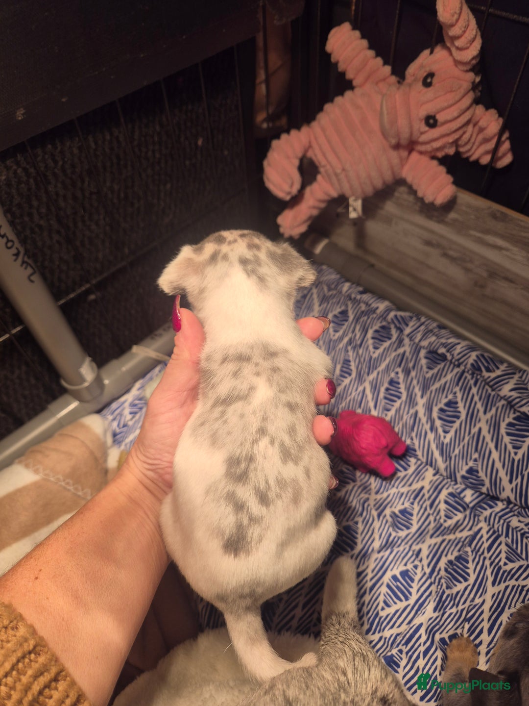 Jack Russel Terriër honden te koop: Nog 2 silver merle.reutjes uit een nestje van 6 ! - Advertentie 5