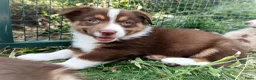 Kruising honden te koop: Mega schattige en super knappe Auggies! ❤️ - Advertentie 5