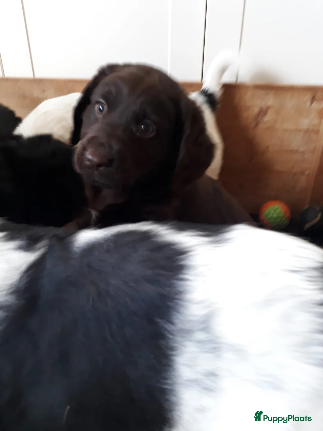 Kruising honden te koop: Enthousiaste Labrador X Friese Stabij pups - Advertentie 25