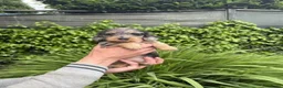 Ruwhaar Teckel honden te koop: zeer mooie ruwharige teckel pups zeer mooiekleuren - Advertentie 5
