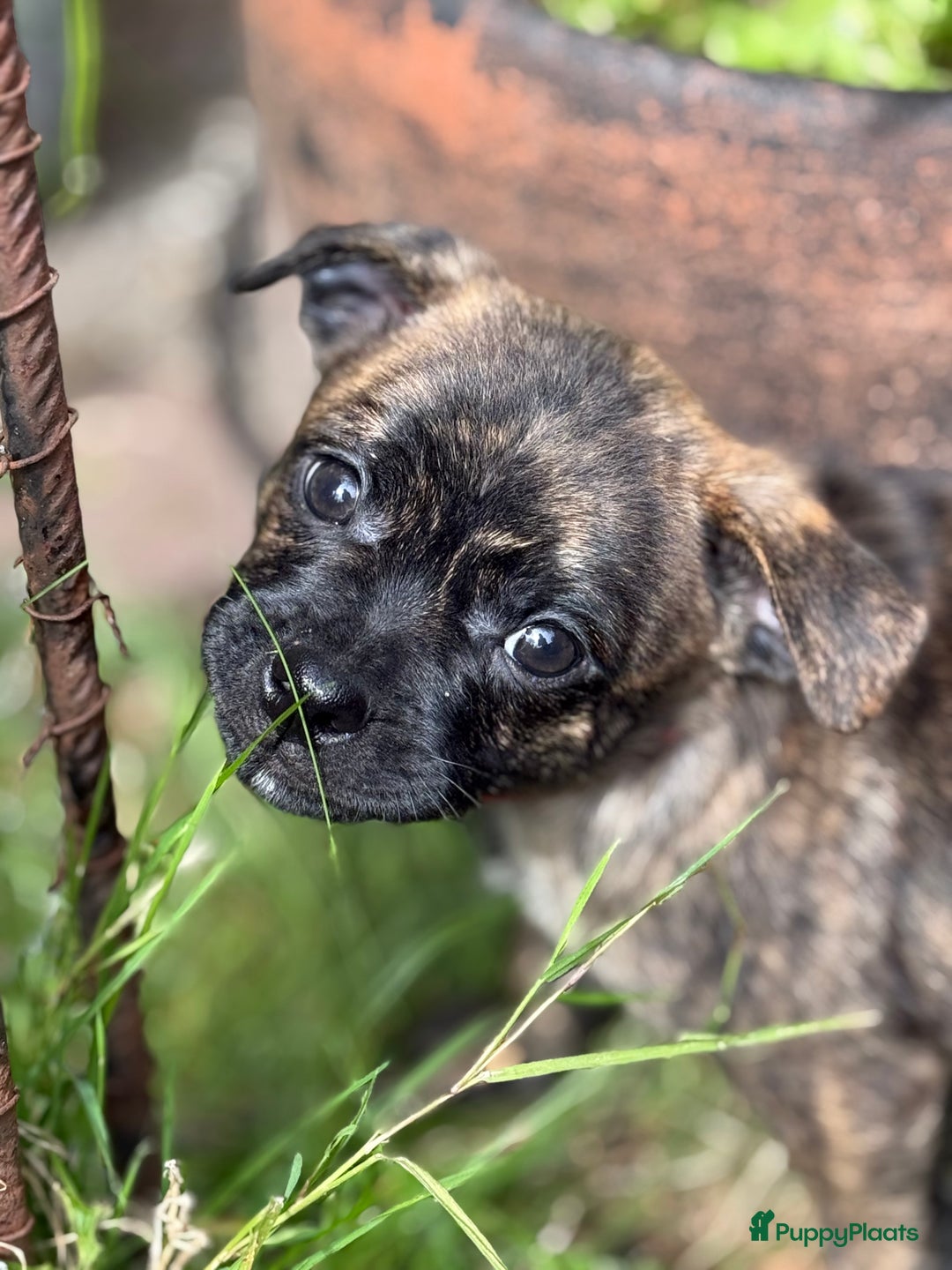 Kruising honden te koop: Kruising AHT American Hairless Terriër X Bulletje  in Hazerswoude-Rijndijk - Afbeelding 16