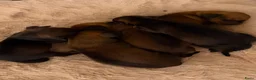 Ruwhaar Teckel honden te koop: Prachtige stamboom ruwhaar dwergteckel pups - Advertentie 10