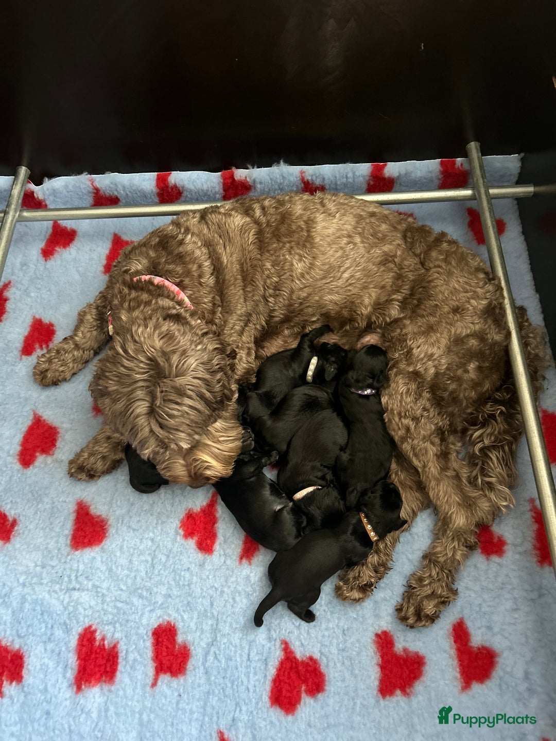 Australian Labradoodle honden te koop: Australian labradoodle ALF2 - Advertentie 7