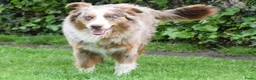 Kruising honden te koop: Prachtige pups Heidewachtel/ Australian Shepperd - Advertentie 3